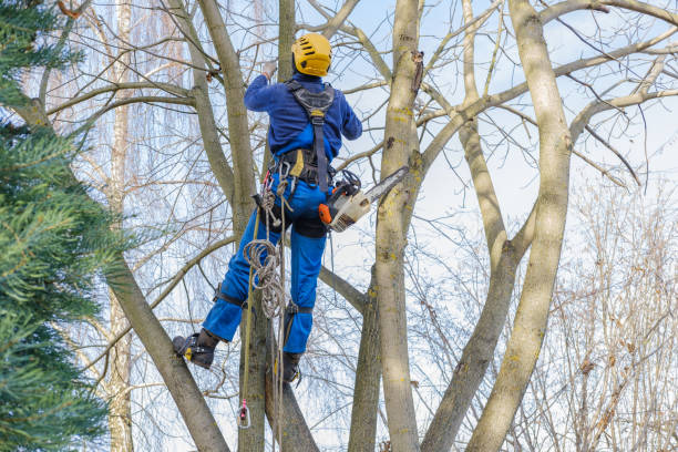 Best Palm Tree Trimming  in Kdeer, IL