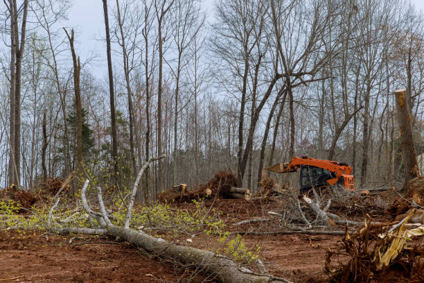 How Our Tree Care Process Works  in  Kildeer, IL