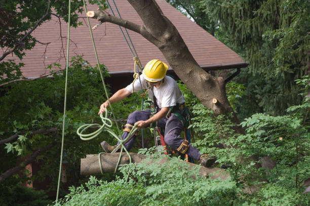 Best Leaf Removal  in Kdeer, IL