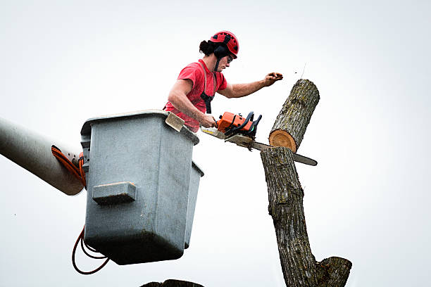 Best Commercial Tree Services  in Kdeer, IL