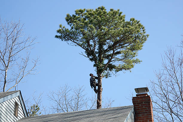 Best Root Management and Removal  in Kdeer, IL