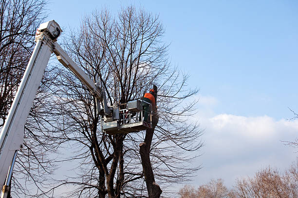 Reliable Kildeer, IL Tree Services Solutions